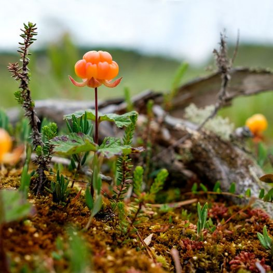 Hjortonfröolja i kosmetika