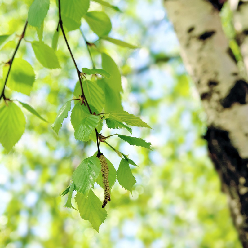 Renande björkbladste