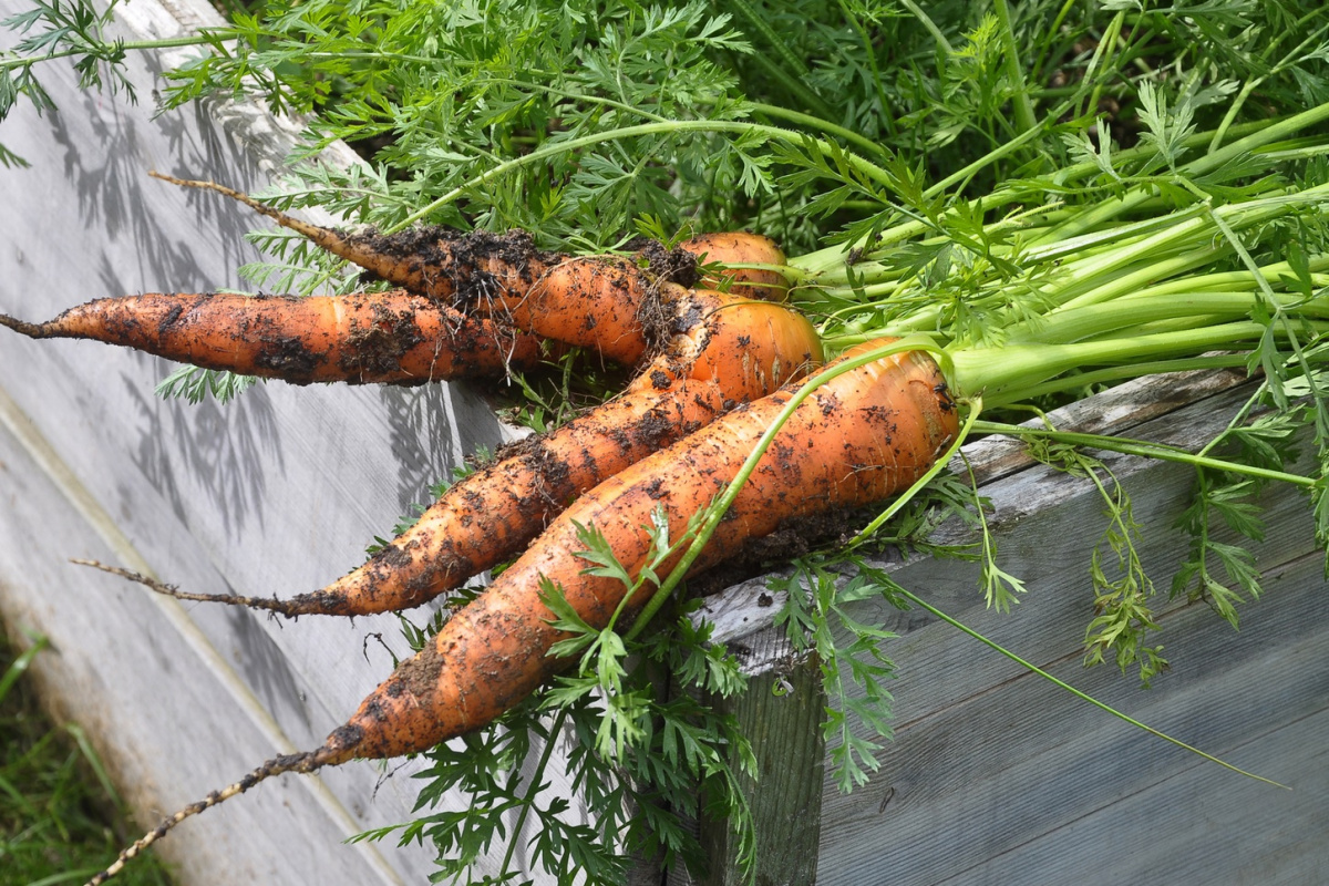 Grunda dig med rötter