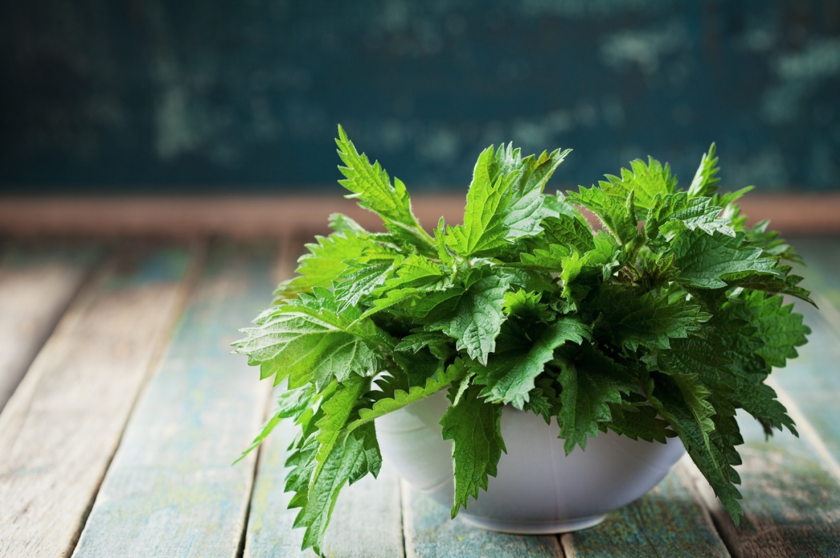 Fröet till ditt vilda liv