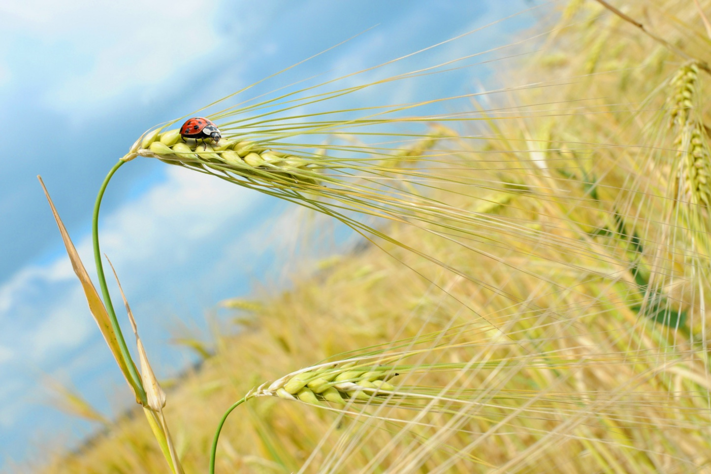Barley water och klimatfunderingar